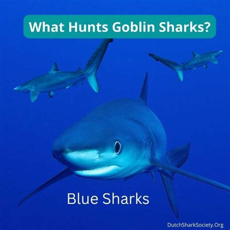 Goblin Shark Facts & Information - Dutch Shark Society