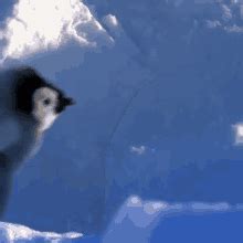 Baby Penguin GIFs | Tenor