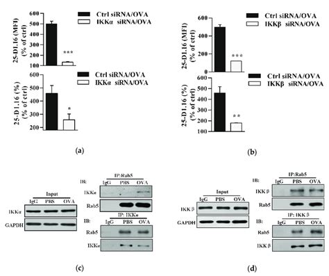 Both Ikkα And Ikkβ Phosphorylation Augment Endotoxin Containing