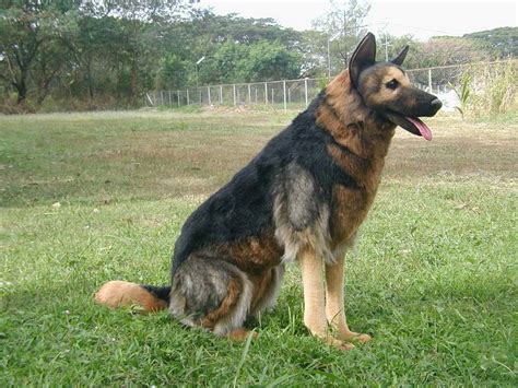 German Shepherd Usa