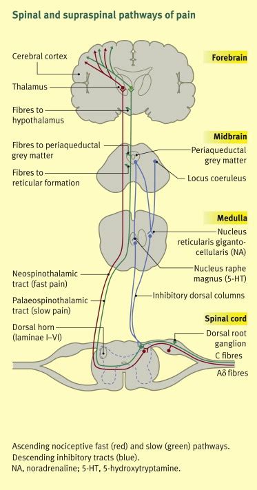 The Anatomy And Physiology Of Pain Surgery Oxford International Edition