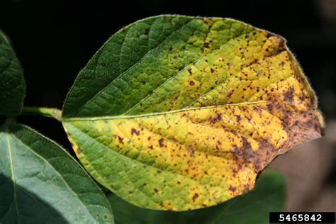 Septoria Leaf Spot Septoria Glycines Hemmi