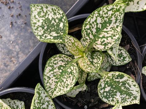 HYPOESTES SPLASH WHITE 100MM | The Garden Feast