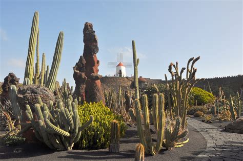 Ogr D Kaktus W Na Lanzarote Jard N De Cactus Wyspy Kanaryjskie Pl