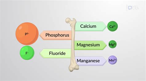 Essential Minerals for Bone Health | Anatomy and Physiology | JoVe