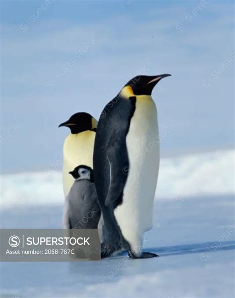 Emperor Penguin Couple With Chick Antarctica Superstock