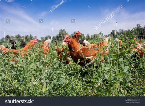 Red Sex Link Pasture Raised Chickens Stock Photo 356858711 Shutterstock