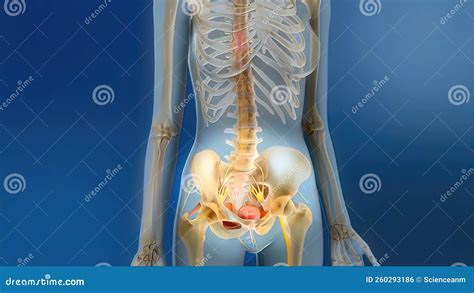 Sacral Nerve Stimulation Also Known As Sacral Neuromodulation Stock Illustration Illustration