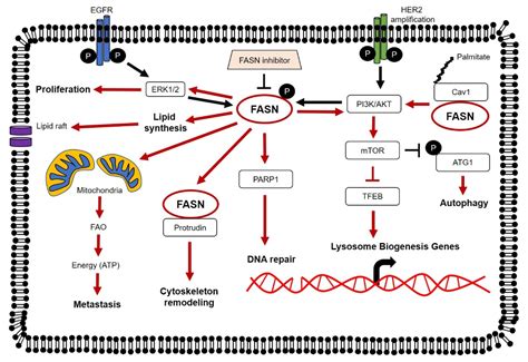 Molecules Free Full Text Fatty Acid Synthase An Emerging Target In