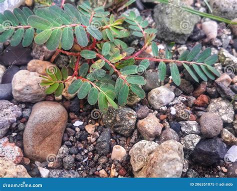 The Texture Of The Rocks And Wild Plants That Grow On The Ground Behind The House Looks Quite