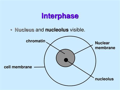 Ppt Mitosis Powerpoint Presentation Free Download Id1985441