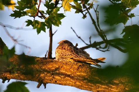 How to Identify a Common Nighthawk - Birds and Blooms