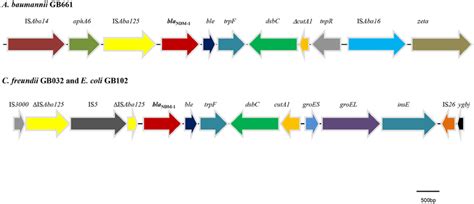 Genetic Environments Of Bla NDM In C Freundii GB032 E Coli GB102