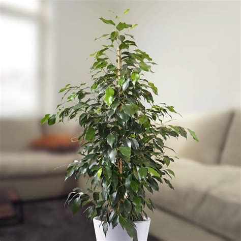 Buy Ficus Benjamina Danielle Affordable Gardens4you Ie