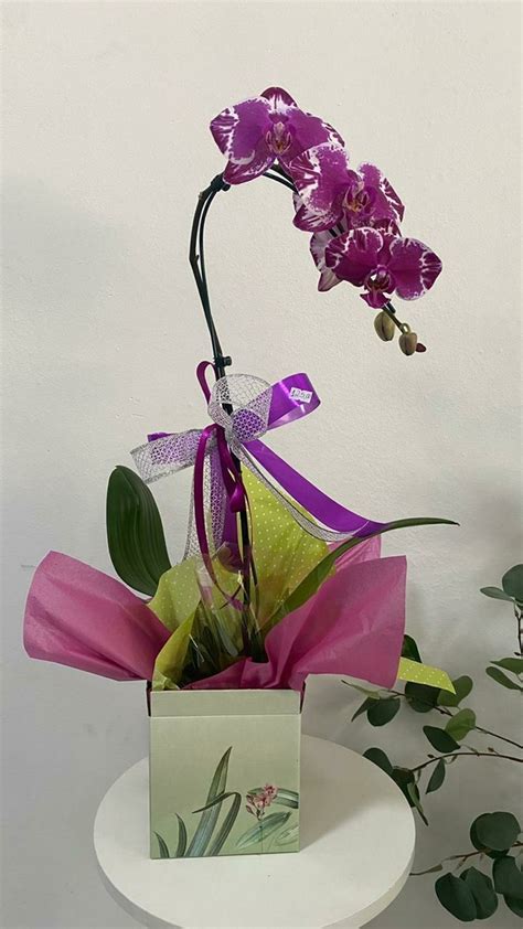 Comprar Orquídeas em Floricultura Arte e Cheiro