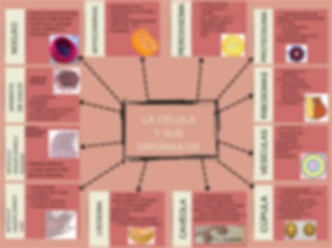 Solution La C Lula Y Sus Org Nulos Mapa Conceptual Upgch Studypool