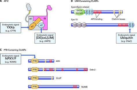 Mechanisms Of Adaptor Protein Interaction With Cargo And Clathrin Ap