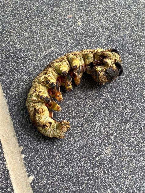 Is this a moth larvae? : r/moths