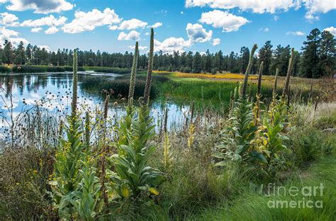 Woodland Lake Park Pinetop Arizona Photograph By Michael Moriarty Pixels