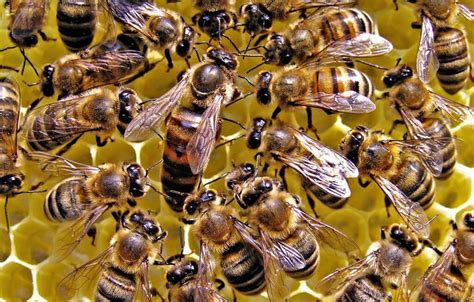 Neonicotinoid Insecticides May Hurt Honey Bee Colony Health By Reducing