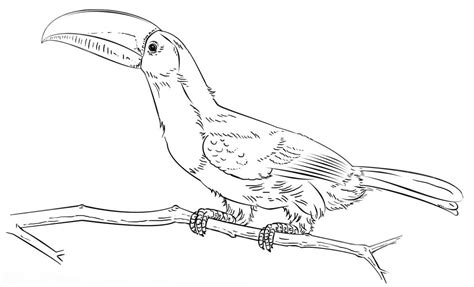 Toucan Bird 3 Coloring Page - Free Printable Coloring Pages for Kids