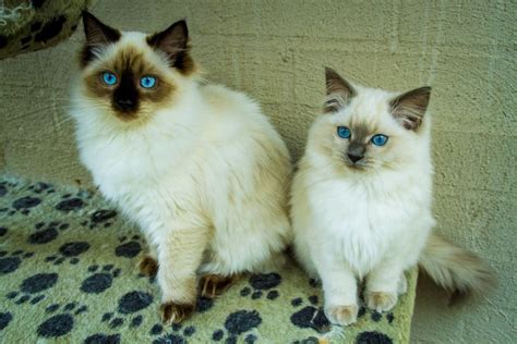 Seal Colourpoint Blue Colourpoint Ragdoll Kittens Ragdoll Kitten