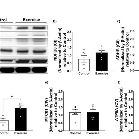 Aerobic Exercise Increased Mitochondrial Complex Expression In