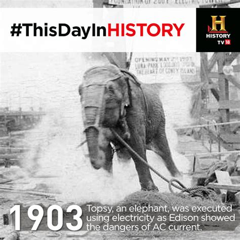 Thisdayinhistory Topsy An Elephant Was Electrocuted By Thomas