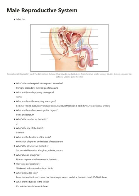 Solution Anatomy Of The Male Reproductive System Study Notes Studypool