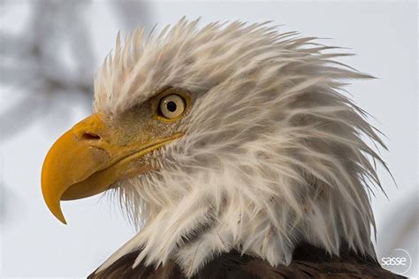 Pin By Julie Van Fosson Robinson On Birds Of Prey Bald Eagle Eagle