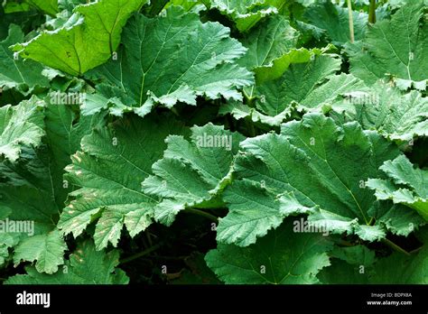 Giant Green Leaves Stock Photo Alamy