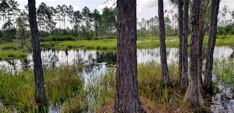 Alachua County to Purchase 4,000 Acre Preserve - Alachua Chronicle