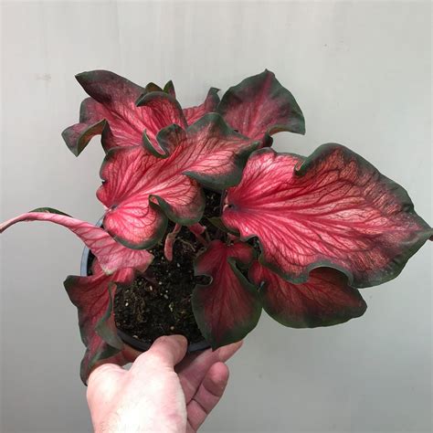 Caladium Red Ruffles Special Plants Nelumbogarden