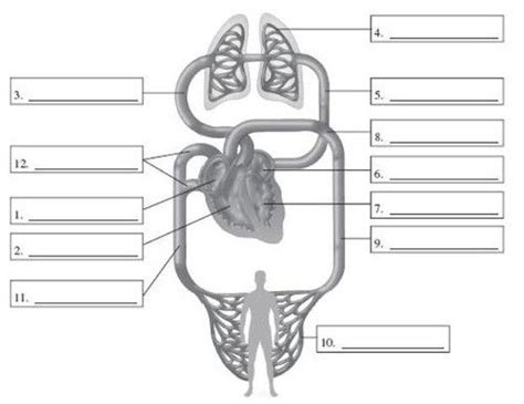 Blank Diagrams Of The Circulatory System Blank Circulatory S