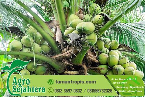 Harga Bibit Kelapa Wulung Tamantropis