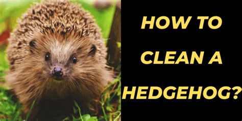 How to Clean a Hedgehog? – [A Complete Guide]