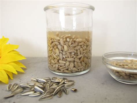 Soaked sunflower seeds stock image. Image of seed, soaking - 268485135