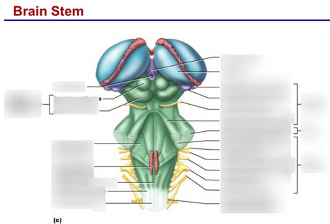 Brain Stem Diagram Quizlet