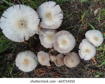 16 Siberia Bugloss Jack Frost Images, Stock Photos, 3D objects ...