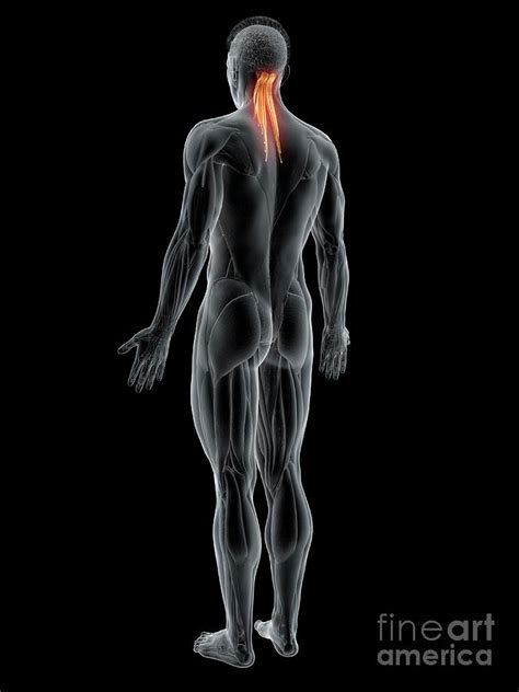 Semispinalis Capitis Muscle Photograph By Sebastian Kaulitzki Science