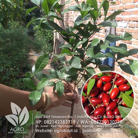 Jual Bibit Buah Ajaib (Miracle Fruit) 40 Cm | Agro Bibit ID