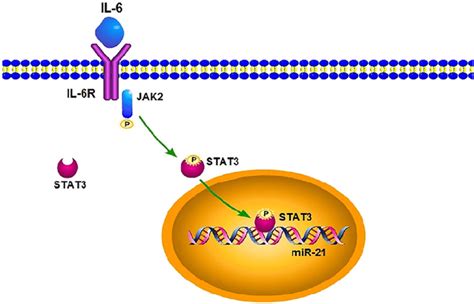 Il 6 Jak Stat Pathway And Mir 21 Il6 Binds To Il6r And Activates Download Scientific Diagram