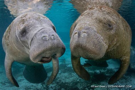 Three Sisters Springs | Manatee Tales