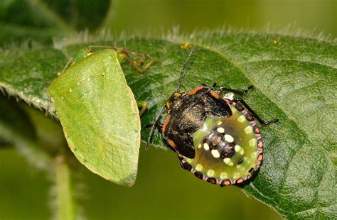 Free Images Nature Flower Wildlife Green Insect Bug Botany