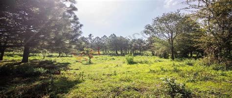 Terreno Habitacional En Real De Encinos Tapalpa Propiedades