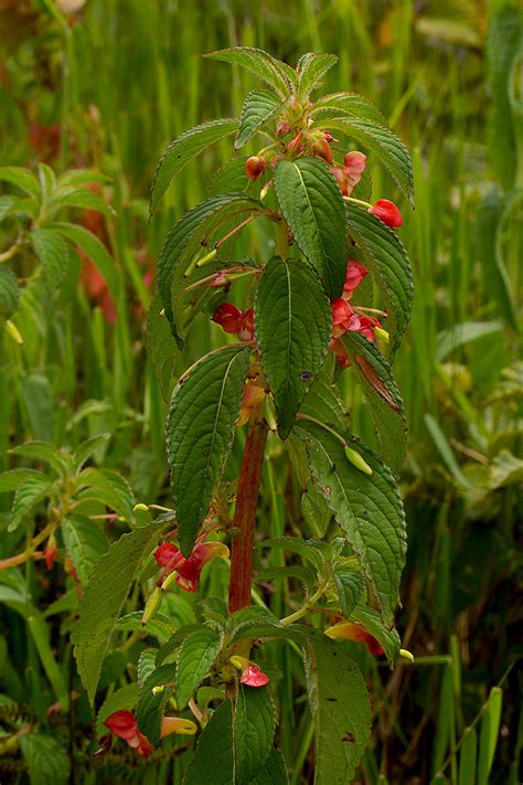 Flora Of Mozambique Species Information Individual Images Impatiens