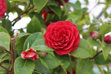 Las Variedades De Camelias Más Bonitas Y únicas