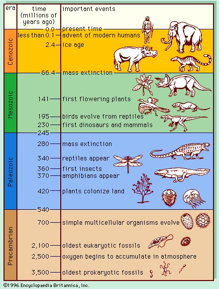 The Major Evolutionary Advantage From The Pre Cambrian To The Late