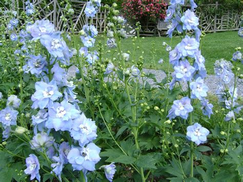 Delphinium Aurora Light Blue Perennials Pinterest Delphiniums