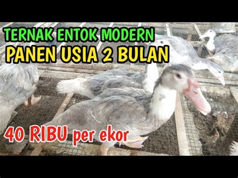 Ternak Entok Modern Panen Di Usia Bulan Youtube